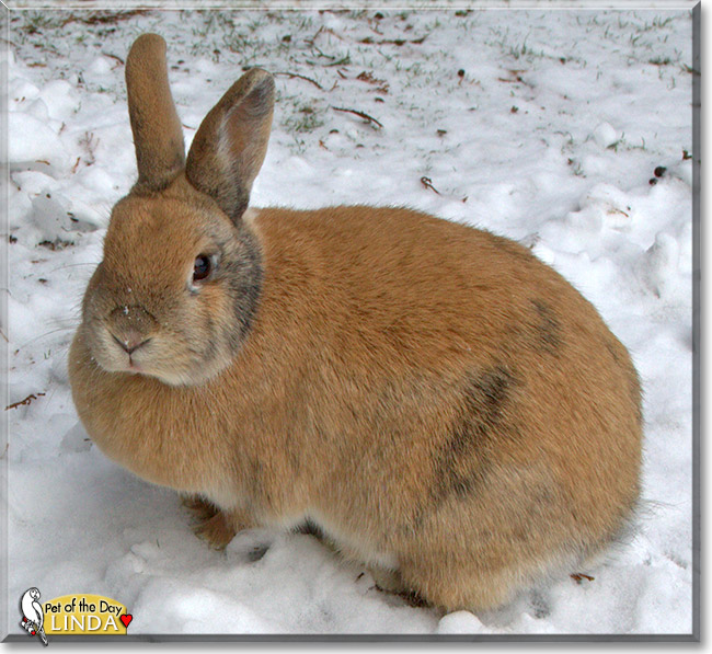 Linda, the Pet of the Day Linda, the Pet of the Day