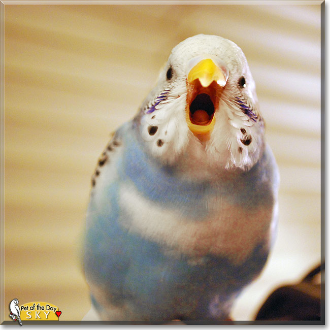 Sky, the Pet of the Day Sky, the Pet of the Day