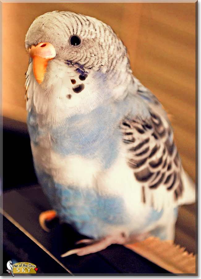 Sky, the Pet of the Day Sky, the Pet of the Day