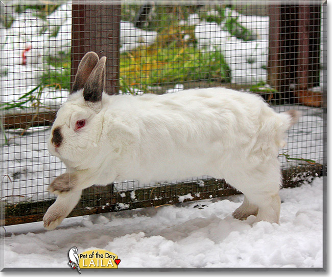 Laila, the Pet of the Day Laila, the Pet of the Day