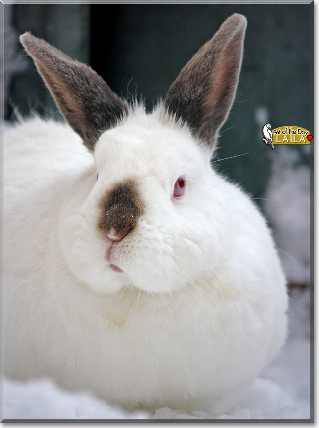 Laila, the Pet of the Day Laila, the Pet of the Day