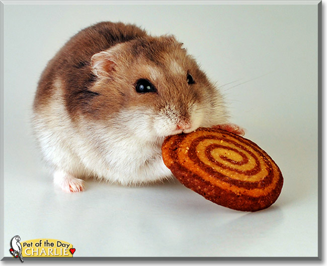 Charlie, the Pet of the Day Charlie, the Pet of the Day