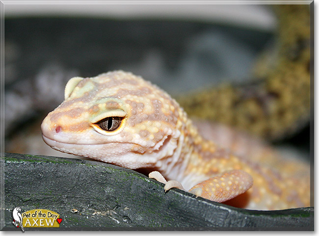 Axew, the Pet of the Day Axew, the Pet of the Day
