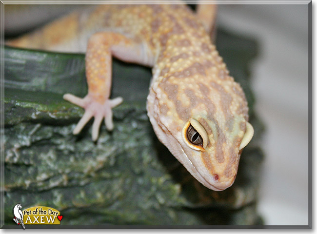Axew, the Pet of the Day Axew, the Pet of the Day
