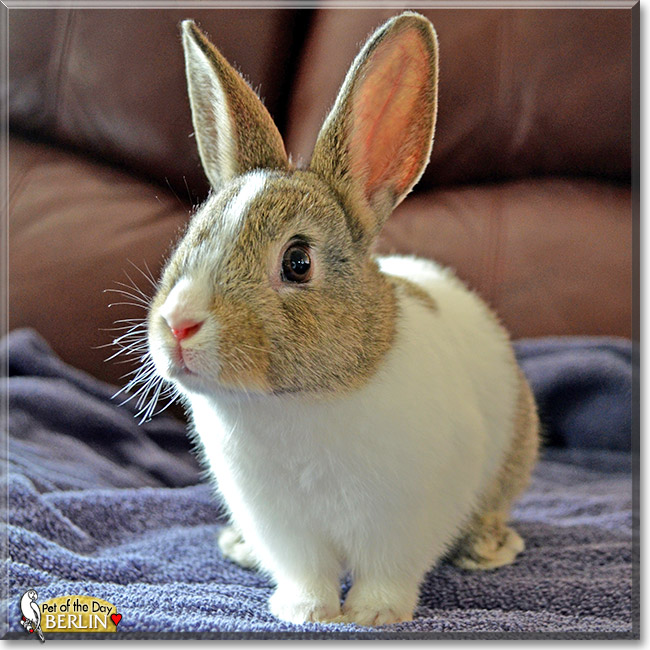 Berlin, the Pet of the Day Berlin, the Pet of the Day