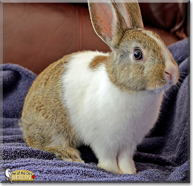 Berlin, the Pet of the Day Berlin, the Pet of the Day