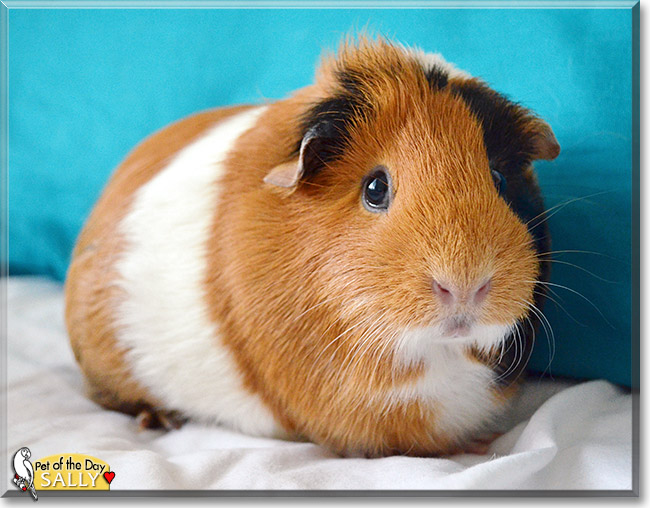 Sally, the Pet of the Day Sally, the Pet of the Day
