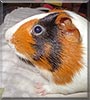 Zane the Guinea Pig