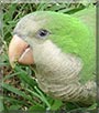 Pepe the Parrot