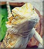 Lilly the Bearded Dragon