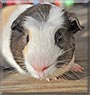 Spencer the Guinea Pig