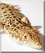 Siv the Steppe Runner Lizard