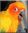 Bodi the Sun Conure