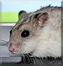 Ninni the Chinese Dwarf Hamster