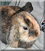 Daisy the Lop Rabbit