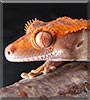 Eblis the Crested Gecko