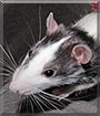 Scamper the Fancy Rat