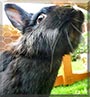 Kip the Lion Head rabbit