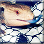 Paarthumax the Blue Tongue Skink