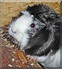 Wolke the Long Hair Guinea Pig