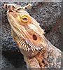 Ned the Bearded Dragon