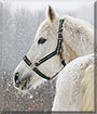 Finesse the Arabian Horse