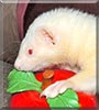 Midna the Ferret