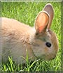 Linda the Rabbit