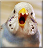 Sky the Budgerigar