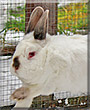 Laila the Angora, Himalayan Rabbit