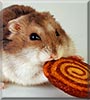 Charlie the Dwarf Hamster