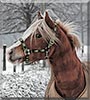 Milas the Haflinger Horse