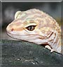 Axew the Leopard Gecko