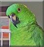 Winnie the Yellow Naped Amazon parrot