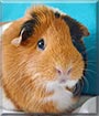 Sally the Guinea Pig