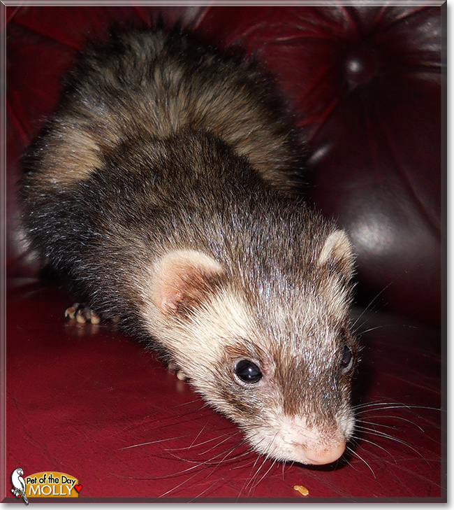 Molly, the Pet of the Day Molly, the Pet of the Day