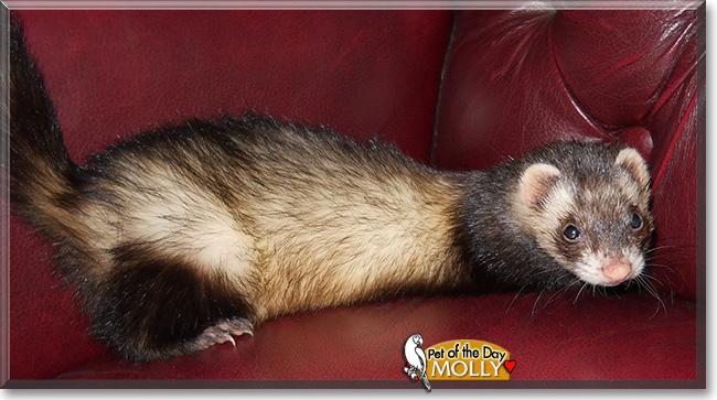 Molly, the Pet of the Day Molly, the Pet of the Day