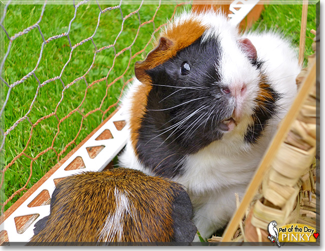 Pinky, the Pet of the Day Pinky, the Pet of the Day