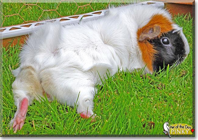 Pinky, the Pet of the Day Pinky, the Pet of the Day