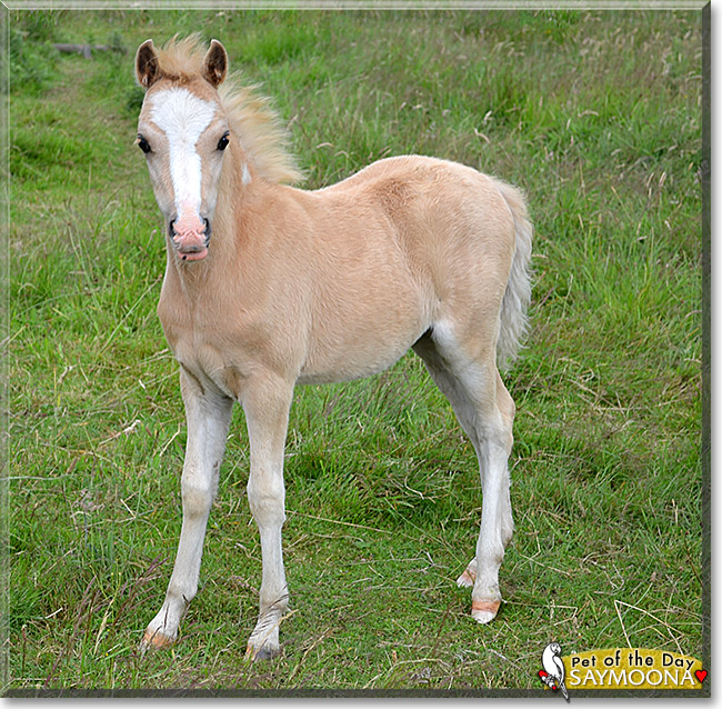 Welsh Saymoona, the Pet of the Day