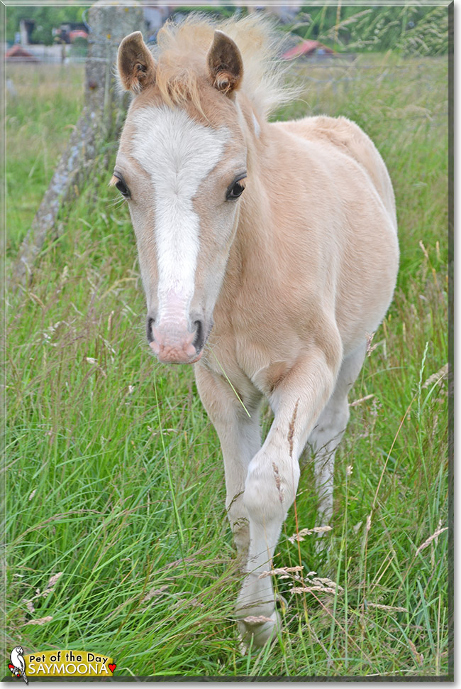 Welsh Saymoona, the Pet of the Day