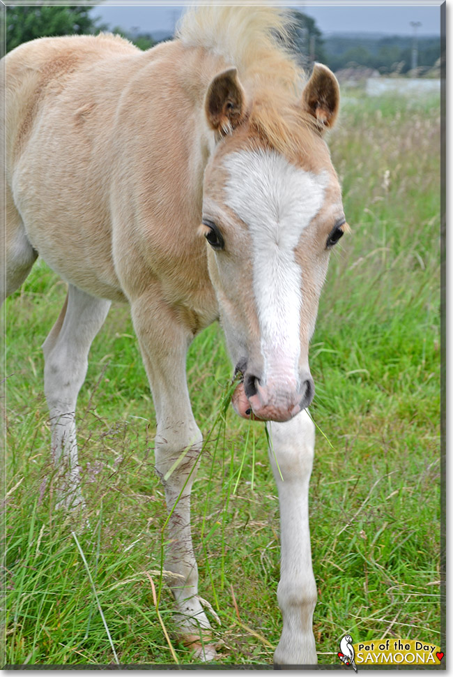 Welsh Saymoona, the Pet of the Day