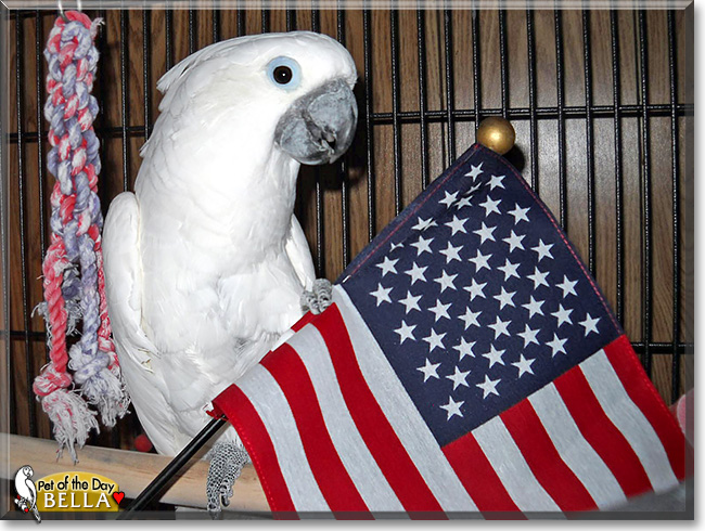 Bella, the Pet of the Day Bella, the Pet of the Day
