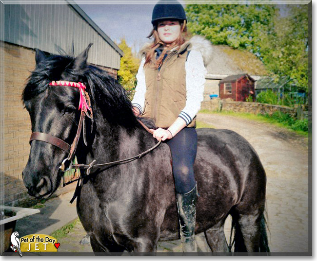 Jet, the Pet of the Day Jet, the Pet of the Day
