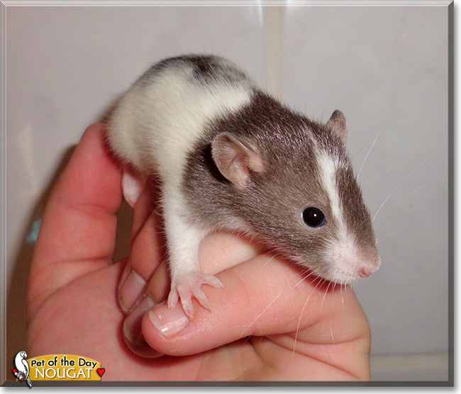 Nougat, the Pet of the Day Nougat, the Pet of the Day