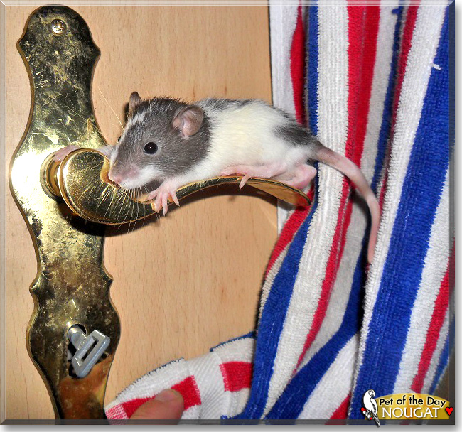 Nougat, the Pet of the Day Nougat, the Pet of the Day