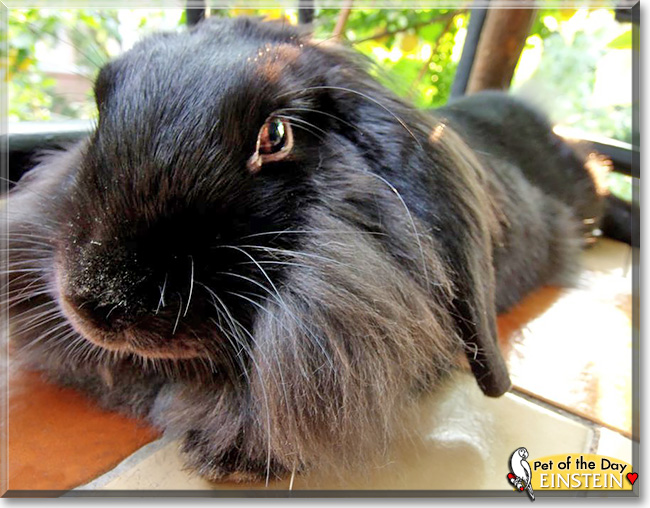 Einstein, the Pet of the Day Einstein, the Pet of the Day