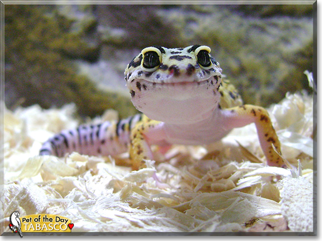 Tabasco, the Pet of the Day Tabasco, the Pet of the Day