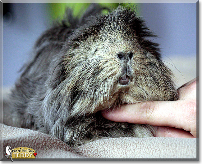 Teddy, the Pet of the Day Teddy, the Pet of the Day
