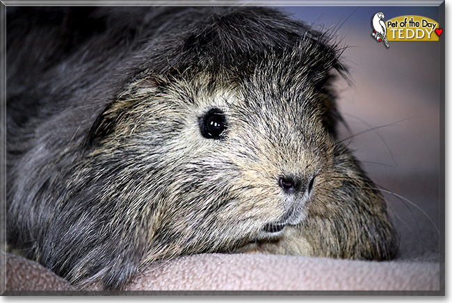 Teddy, the Pet of the Day Teddy, the Pet of the Day